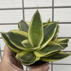 선착순 ‼️ [❤️ 인기 많은 관엽 식물 ❤️] 아름다운 산세베리아 황금 꿀 추출 묘목