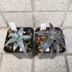 2026年最新】ディッキア ブラウニーの人気アイテム - メルカリ