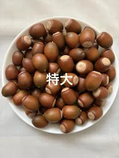 特大サイズ くぬぎ あべまき どんぐり 30個　煮沸処理済み　木の実