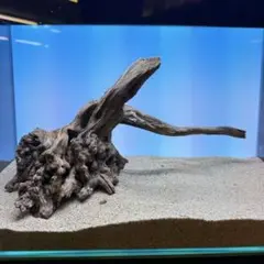 MSRW-7618 天然流木1点物 スリムウッド アクアリウム - メルカリ