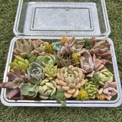 多肉植物 カット苗 (長方形パック)✴︎ 第4種郵便