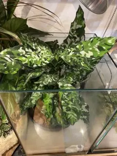 破格！アグラオネマアンダマン　中株　18900円 Aglaonema pictum 