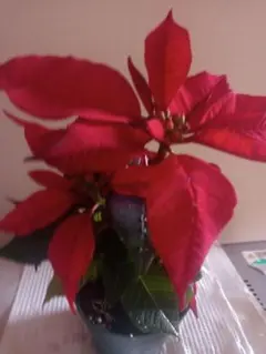ポインセチア赤・20㌢