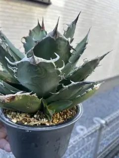 2025年最新】イラン株 アガベの人気アイテム - メルカリ