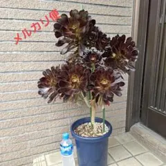 光触媒 人工観葉植物 ウォールグリーン フェイクグリーン サッカレント 