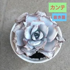 kopichu89様 リクエスト 2点 まとめ商品