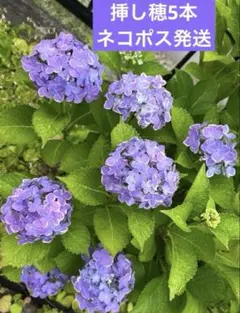 アジサイ ラピスラズリ 抜き苗 第4種便発送 - メルカリ