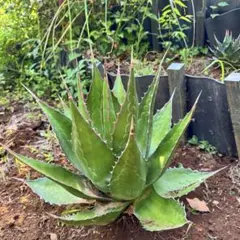 アガベ『モンタナ』地植え3年越冬株。地植えで葉数を増やしコンパクト