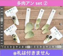 オマケ特典）選べる葉挿し&ピック付♥ 葉挿しセット⑤ - メルカリ