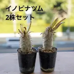 2025年最新】イノピナツムの人気アイテム - メルカリ