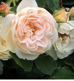 2025年最新】薔薇・バラの人気アイテム - メルカリ