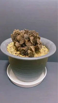 2026年最新】リュウビンタイの人気アイテム - メルカリ