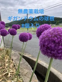 ギガンチューム球根 40個 2025年最新】ギガンチューム球根の人気アイテム - メルカリ