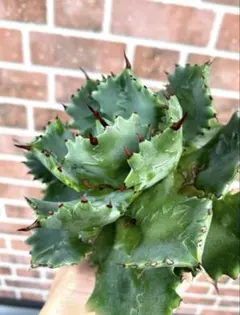 【goodtaniku】雷帝×ユタエンシス　ハイブリッド　個体　発根済み 2025年最新】アガベ雷帝の人気アイテム - メルカリ