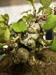 オオハマボウ　太幹　塊根植物　アカザカズラ　イボ肌　珍奇植物 オオハマボウ 太幹 塊根植物 アカザカズラ イボ肌 珍奇植物
