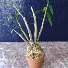 かわかみ様 リクエスト 2点 まとめ商品