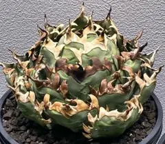 2025年最新】チタノタ ビーストの人気アイテム - メルカリ