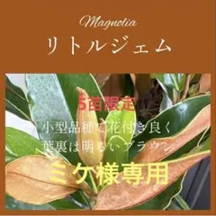 ミケ 様専用 3. リトルジェム マグノリア 泰山木 タイサンボク 苗 苗木のサムネイル