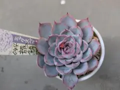 2026年最新】龍鱗蓮華の人気アイテム - メルカリ