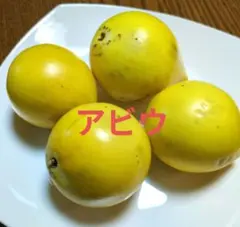 2025年最新】アビウの人気アイテム - メルカリ