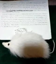 Mr.マジシャン　根本　毅　ジュディ・ザ・マウス　美品