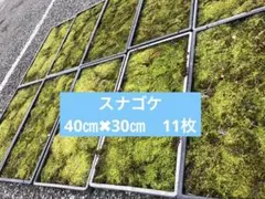 スナゴケ 砂苔 15枚 送料込み 天然 40㎝✖︎30㎝ - メルカリ