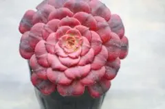 2026年最新】観葉植物 アエオニウムの人気アイテム - メルカリ