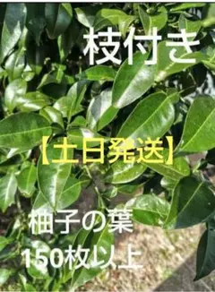 [무농약] 유자잎 150장 이상*토, 일요일 배송