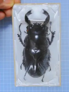 カメルーン産　イネルミコリスサスマタカブト　27mm カメルーン産 イネルミコリスサスマタカブト 27mm - メルカリ