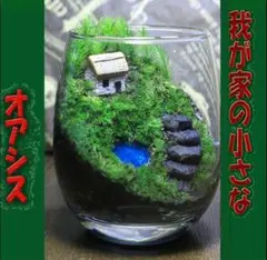 苔テラリウム コケリウム ハイゴケ コウヤノマンネングサ 心癒す我が家