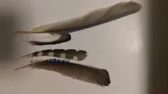鳥の羽根　羽根　カケスなどセット
