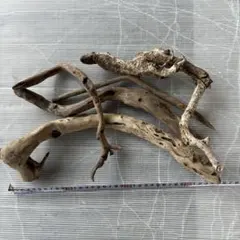 流木 6本セット