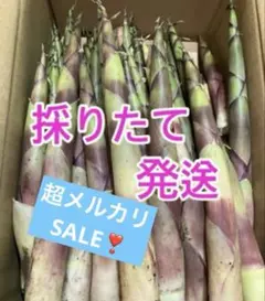 たけのこ　根曲がり竹　ネマガリダケ　姫竹のサムネイル