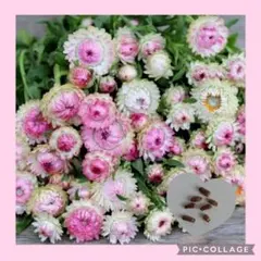 magnolia様 リクエスト 2点 まとめ商品