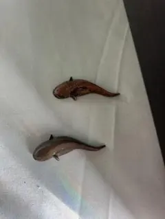 Item thumbnail for item 215b2408-b19b-46cc-82df-94072f83081b