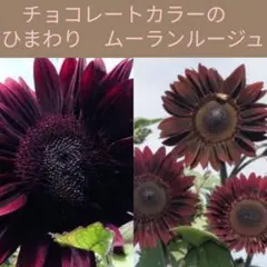 多肉　在庫処分セール様 リクエスト 4点 まとめ商品