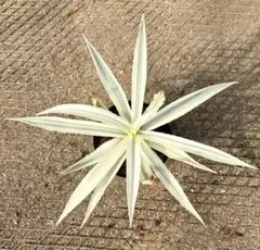 2026年最新】ミルキーホワイト アガベの人気アイテム - メルカリ