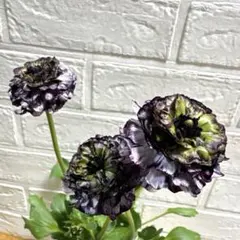 2026年最新】ラナンキュラス イカロスの人気アイテム - メルカリ