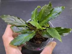 ⭐︎ブセファランドラ モトレィアーナ/ミリ ひときわ大型 青黒ミリ産