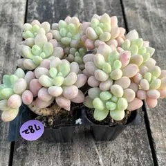 sea様 リクエスト 3点 まとめ商品