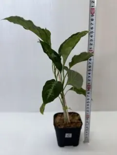 国産実生苗 カカオクリオロ種 Theobroma cacao 'Criollo' - メルカリ