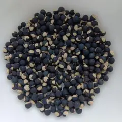 ふうせんかずら種　100粒 フウセンカズラの種 100粒 - メルカリ