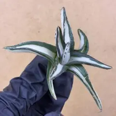 2025年最新】アガベ 氷山の人気アイテム - メルカリ