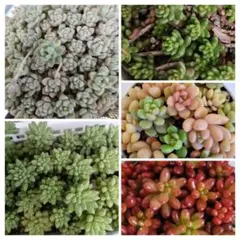 セダム コレクション　多肉植物セット