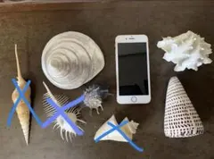 貝殻コレクション