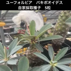 超希少種】ユーフォルビア ハドラマウチカ 5粒 2026年6月自家採取