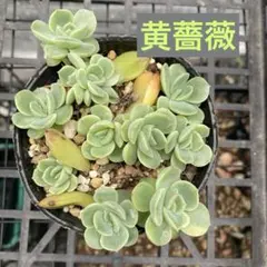 多肉植物　黄薔薇　抜き苗のサムネイル