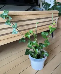 アイビー ❤️ハート型【内斑】　抜き苗　根付き　ツル性観葉植物