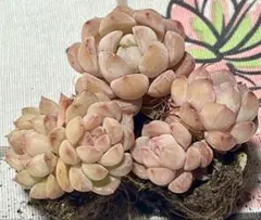 ヒロりん様 リクエスト 2点 まとめ商品