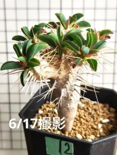 ⑫ギラウミニアナ　2024年播種　極太 自家採取種子での実生です。のサムネイル
